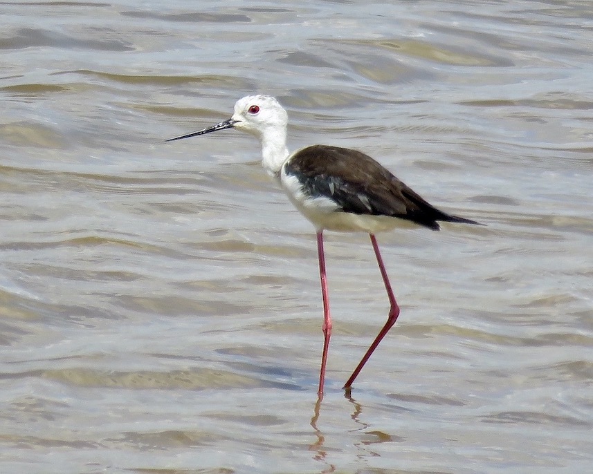 black-winged stilt
